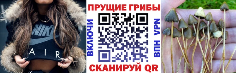 Псилоцибиновые грибы Psilocybe  Купить где  Сухиничи 